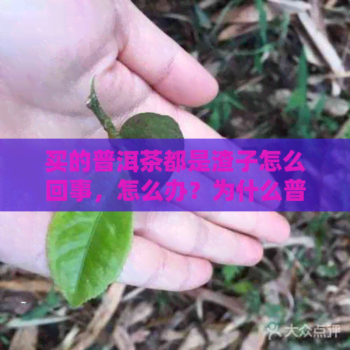 买的普洱茶都是渣子怎么回事，怎么办？为什么普洱茶都是渣？