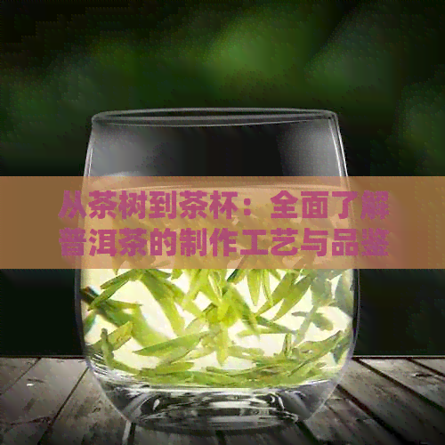 从茶树到茶杯：全面了解普洱茶的制作工艺与品鉴技巧