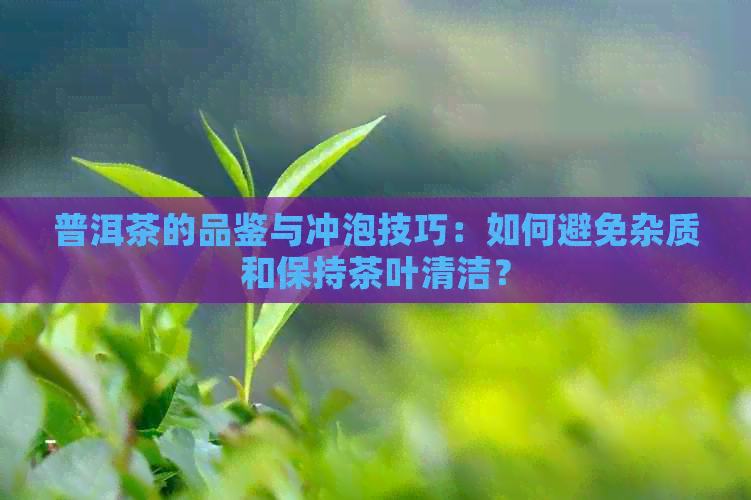 普洱茶的品鉴与冲泡技巧：如何避免杂质和保持茶叶清洁？