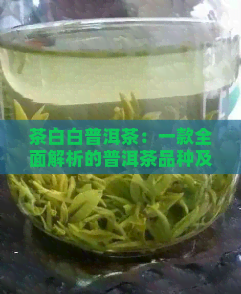 茶白白普洱茶：一款全面解析的普洱茶品种及品饮方法