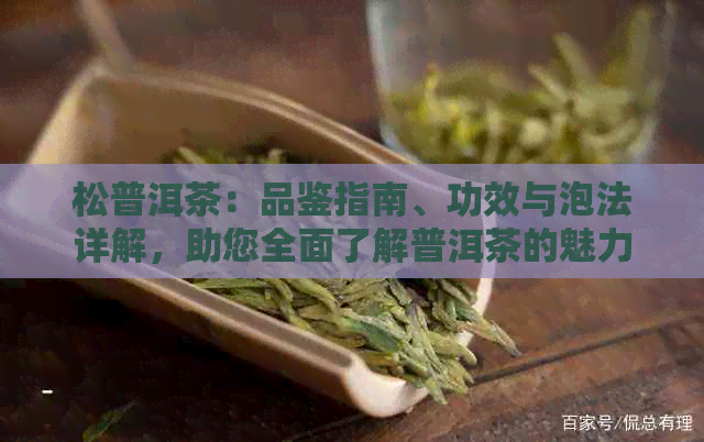 松普洱茶：品鉴指南、功效与泡法详解，助您全面了解普洱茶的魅力