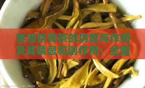 普洱茶青茶的功效与作用及其禁忌和副作用：全面了解这种中国名茶