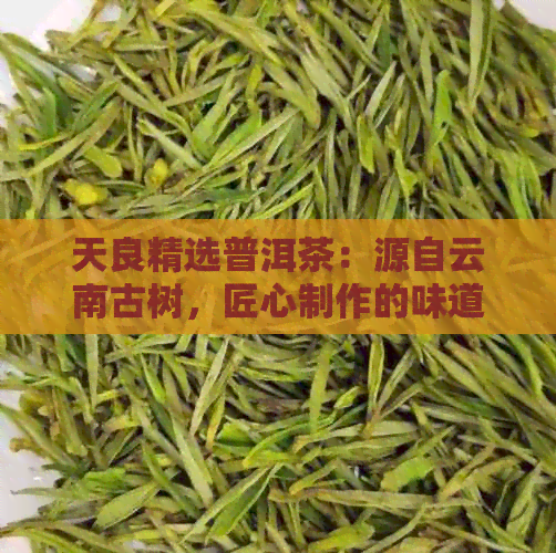 天良精选普洱茶：源自云南古树，匠心制作的味道