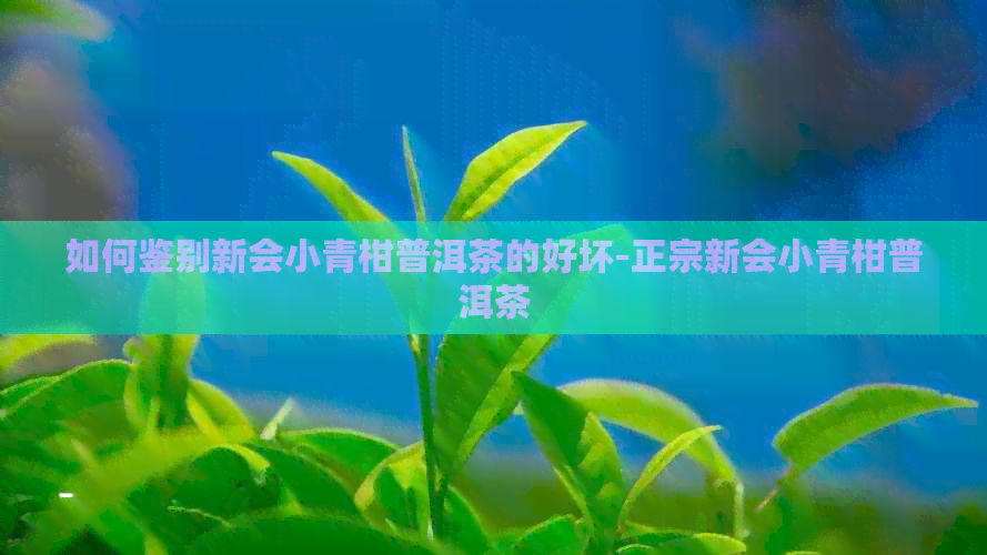 如何鉴别新会小青柑普洱茶的好坏-正宗新会小青柑普洱茶