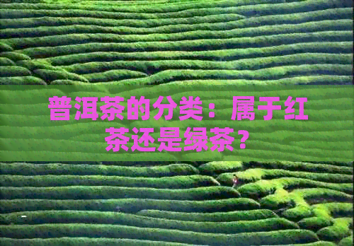 普洱茶的分类：属于红茶还是绿茶？