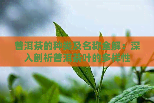 普洱茶的种类及名称全解：深入剖析普洱茶叶的多样性