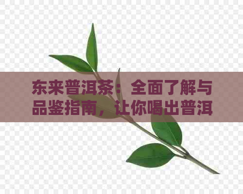 东来普洱茶：全面了解与品鉴指南，让你喝出普洱茶的魅力与精髓