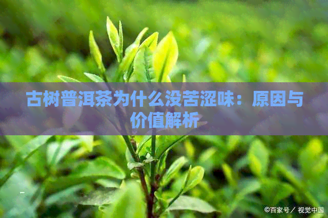 古树普洱茶为什么没苦涩味：原因与价值解析