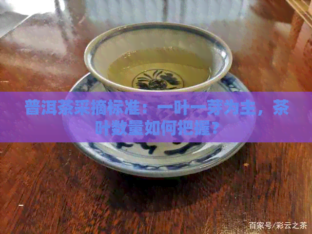 普洱茶采摘标准：一叶一芽为主，茶叶数量如何把握？