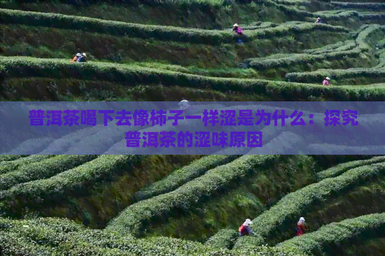 普洱茶喝下去像柿子一样涩是为什么：探究普洱茶的涩味原因