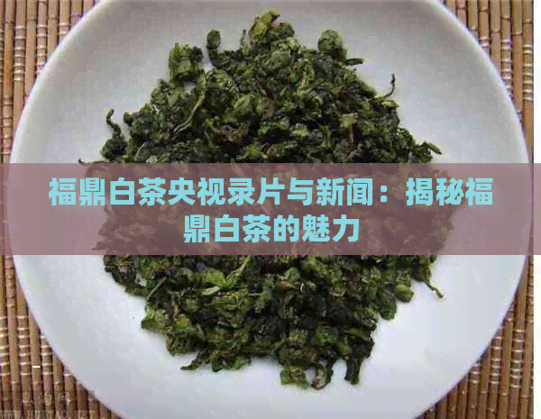 福鼎白茶央视录片与新闻：揭秘福鼎白茶的魅力