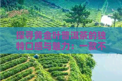 探寻黄金叶普洱茶的独特口感与魅力：一款不容错过的茶品解析