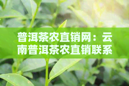 普洱茶农直销网：云南普洱茶农直销联系