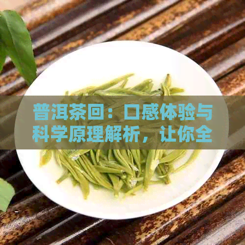 普洱茶回：口感体验与科学原理解析，让你全面了解普洱茶的魅力