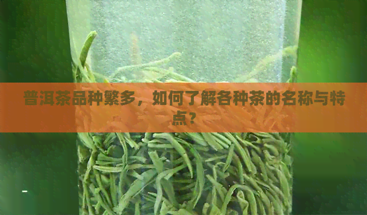 普洱茶品种繁多，如何了解各种茶的名称与特点？