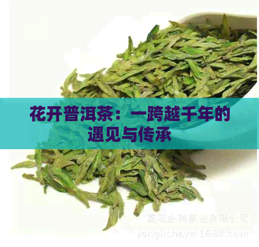 花开普洱茶：一跨越千年的遇见与传承