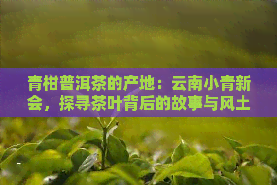 青柑普洱茶的产地：云南小青新会，探寻茶叶背后的故事与风土人情