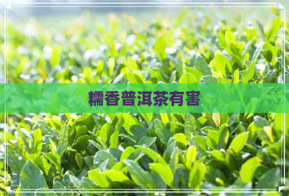 糯香普洱茶有害