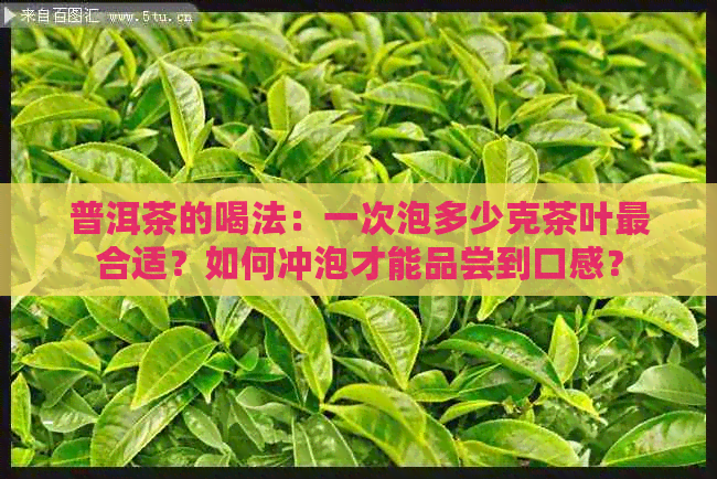 普洱茶的喝法：一次泡多少克茶叶最合适？如何冲泡才能品尝到口感？