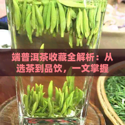 端普洱茶收藏全解析：从选茶到品饮，一文掌握普洱茶的全方位知识