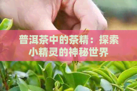 普洱茶中的茶精：探索小精灵的神秘世界