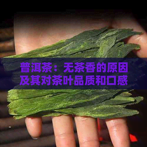 普洱茶：无茶香的原因及其对茶叶品质和口感的影响