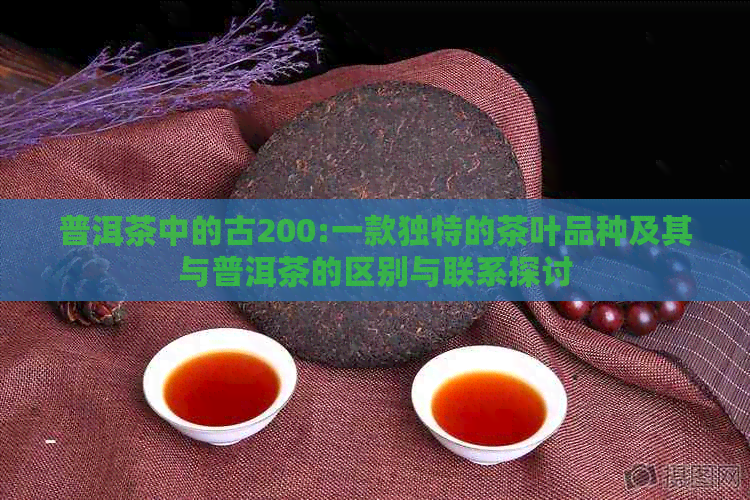 普洱茶中的古200:一款独特的茶叶品种及其与普洱茶的区别与联系探讨