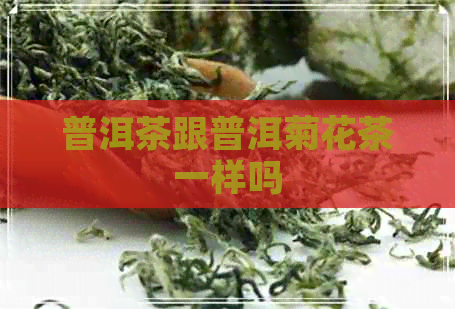 普洱茶跟普洱菊花茶一样吗