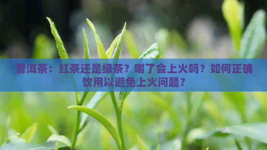 普洱茶：红茶还是绿茶？喝了会上火吗？如何正确饮用以避免上火问题？