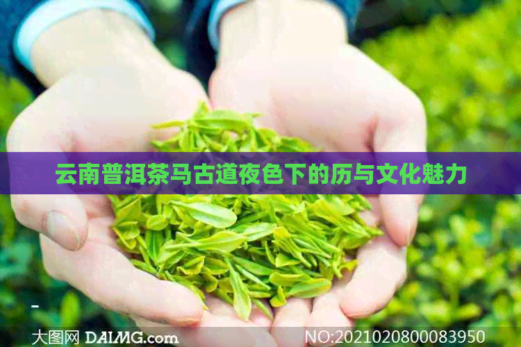 云南普洱茶马古道夜色下的历与文化魅力