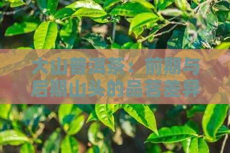 大山普洱茶：前期与后期山头的品茗差异与选择之道