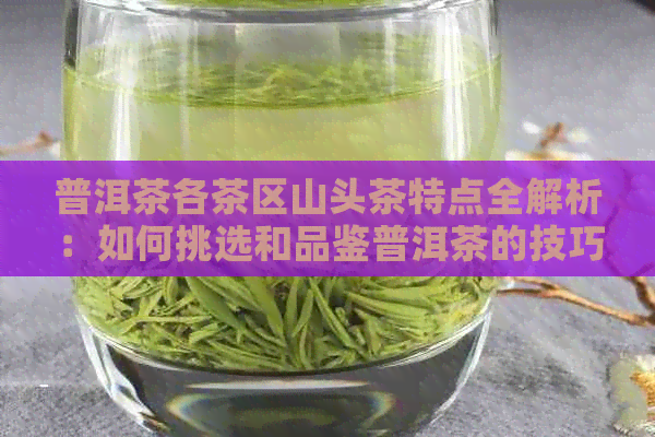 普洱茶各茶区山头茶特点全解析：如何挑选和品鉴普洱茶的技巧与方法