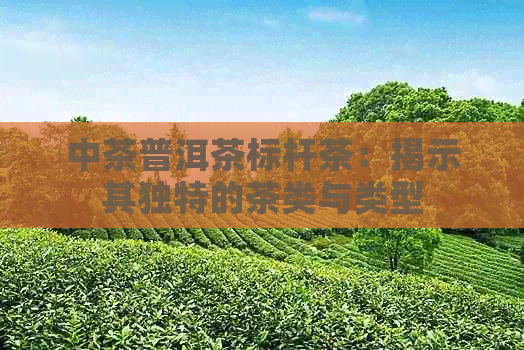 中茶普洱茶标杆茶：揭示其独特的茶类与类型