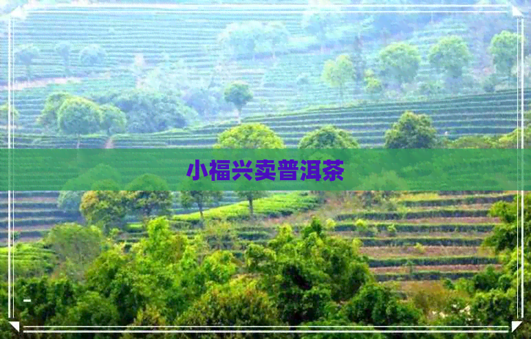 小福兴卖普洱茶