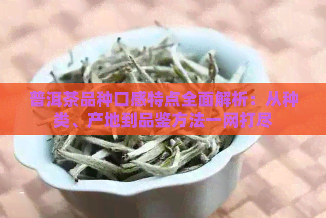 普洱茶品种口感特点全面解析：从种类、产地到品鉴方法一网打尽