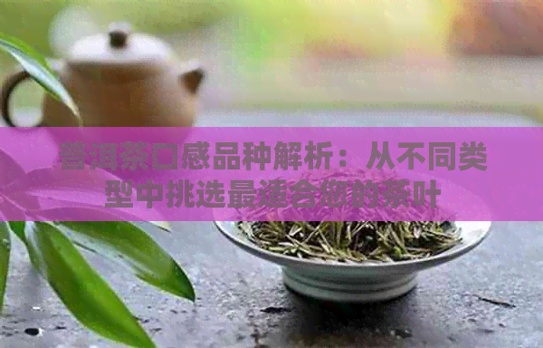 普洱茶口感品种解析：从不同类型中挑选最适合您的茶叶