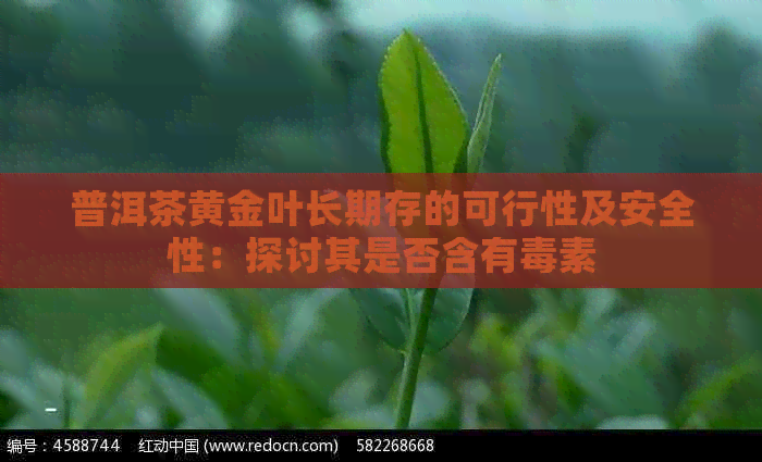 普洱茶黄金叶长期存的可行性及安全性：探讨其是否含有素