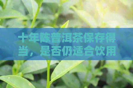 十年陈普洱茶保存得当，是否仍适合饮用？