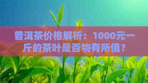 普洱茶价格解析：1000元一斤的茶叶是否物有所值？