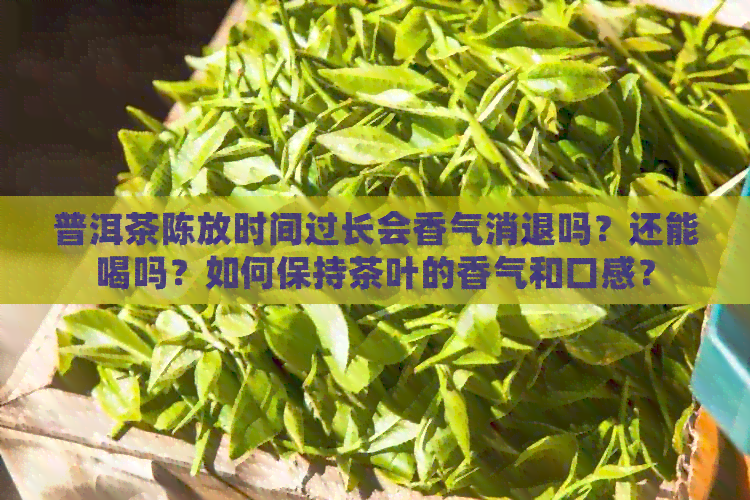 普洱茶陈放时间过长会香气消退吗？还能喝吗？如何保持茶叶的香气和口感？