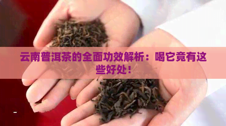 云南普洱茶的全面功效解析：喝它竟有这些好处！