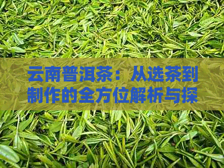 云南普洱茶：从选茶到制作的全方位解析与探讨