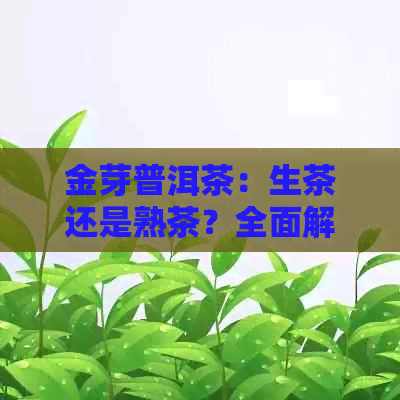 金芽普洱茶：生茶还是熟茶？全面解析其制作过程、口感特点及适用场景