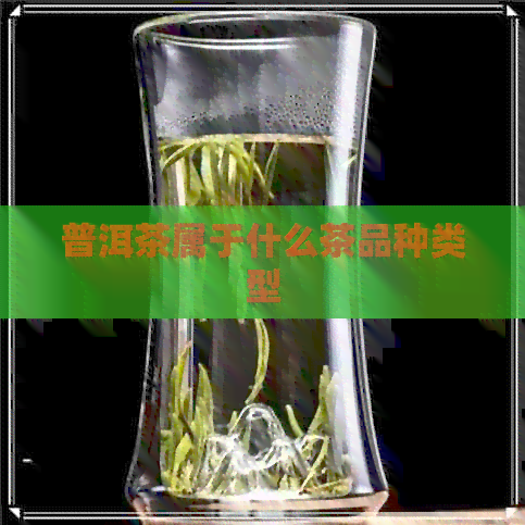 普洱茶属于什么茶品种类型