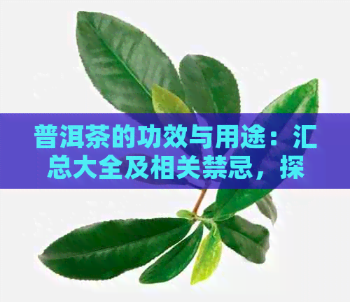 普洱茶的功效与用途：汇总大全及相关禁忌，探究普洱茶的全面效益