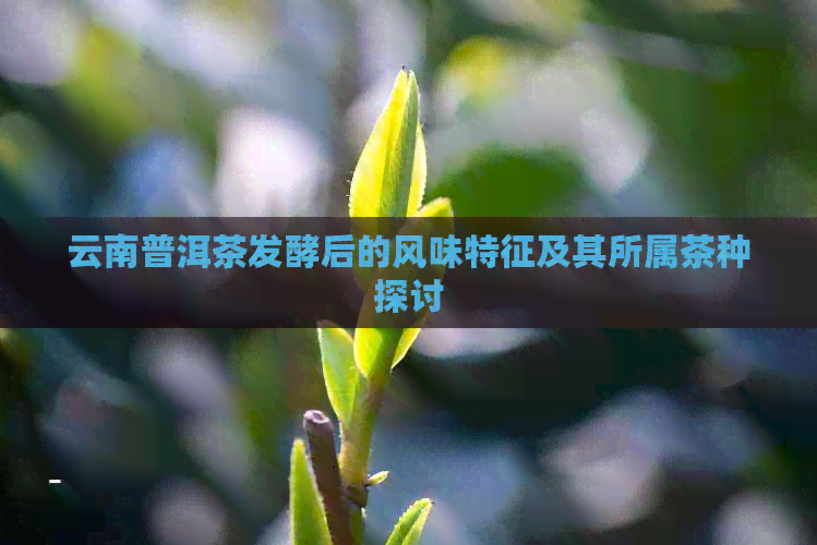 云南普洱茶发酵后的风味特征及其所属茶种探讨