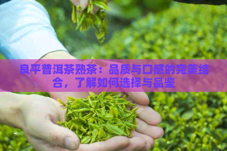 良平普洱茶熟茶：品质与口感的完美结合，了解如何选择与品鉴