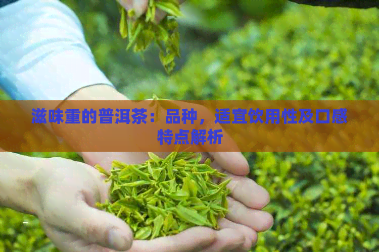 滋味重的普洱茶：品种，适宜饮用性及口感特点解析