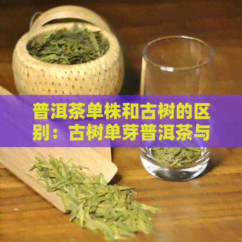 普洱茶单株和古树的区别：古树单芽普洱茶与大树普洱茶的差异