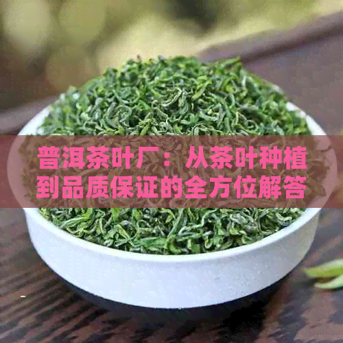 普洱茶叶厂：从茶叶种植到品质保证的全方位解答